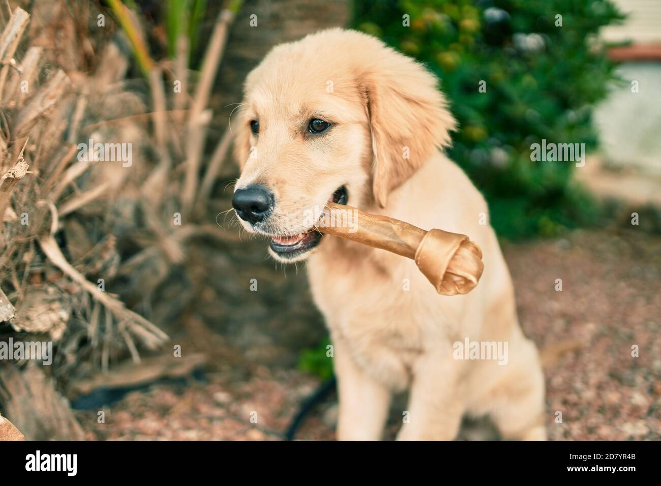 Beautiful and cute golden retriever puppy dog having fun at the park ...