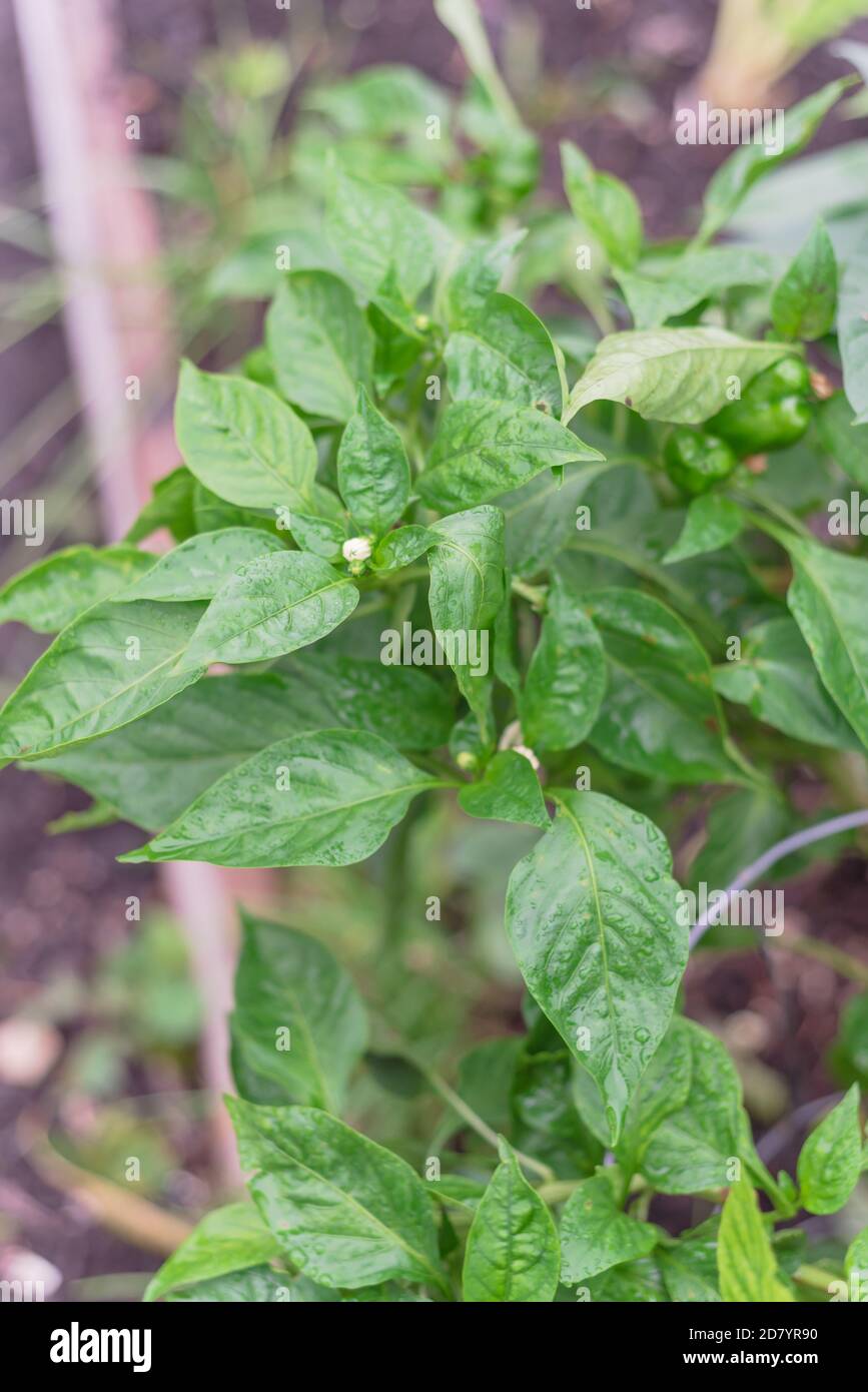 Green bell peppers on vines with trellis support and water drop ready