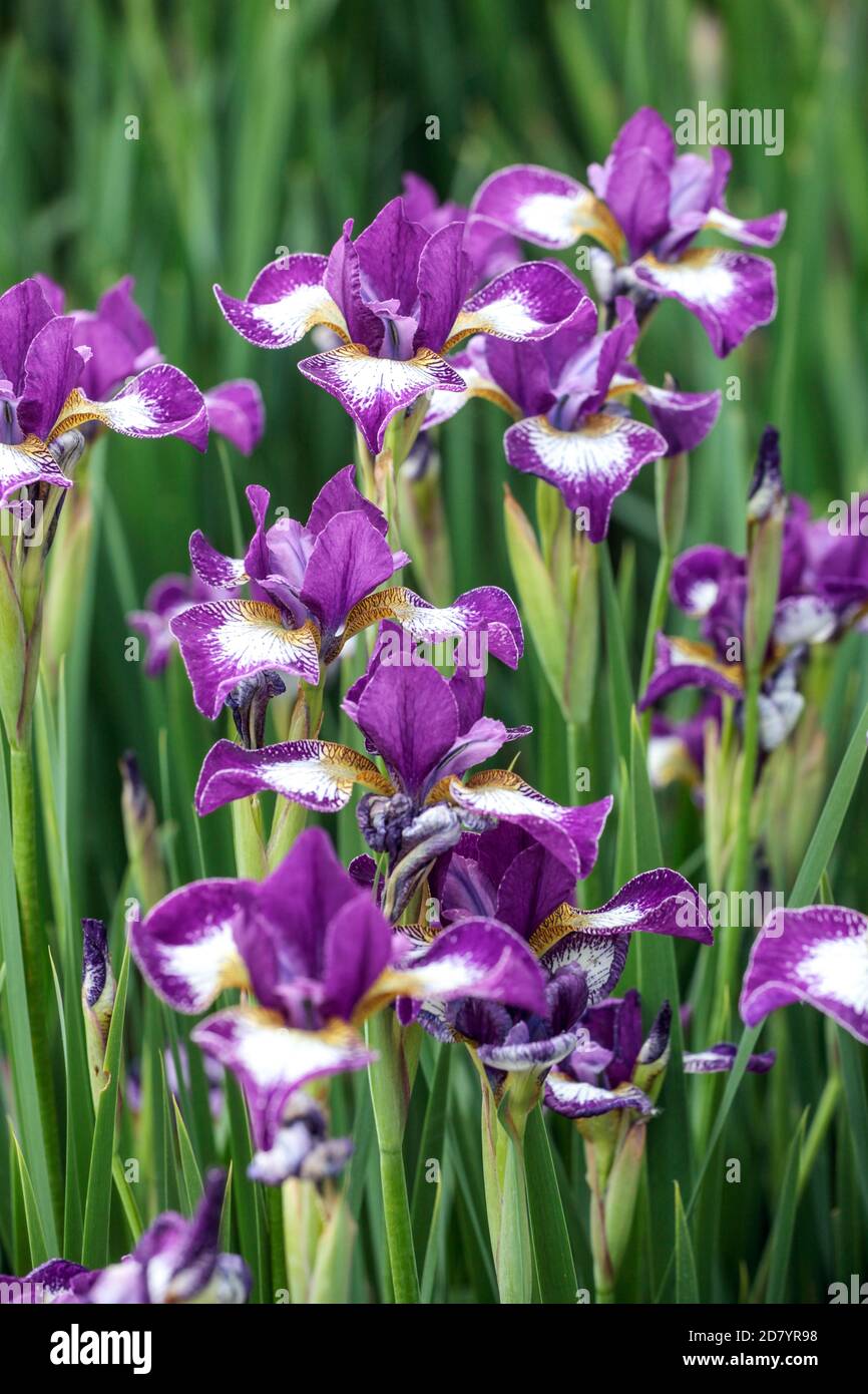 Iris sibirica Currier Stock Photo