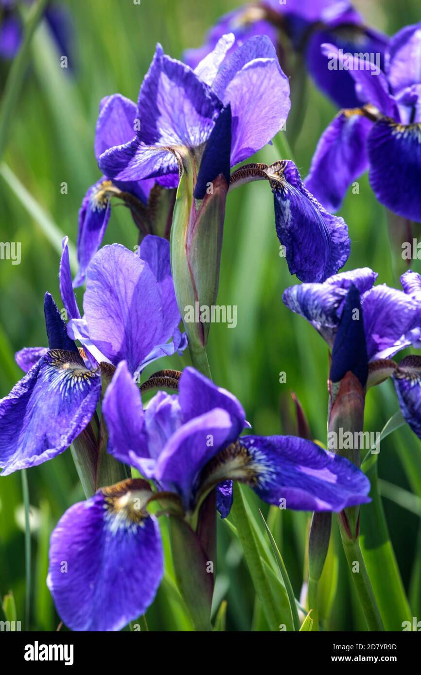 Blue iris sibirica 'Zweites Hundert' blue irises Stock Photo