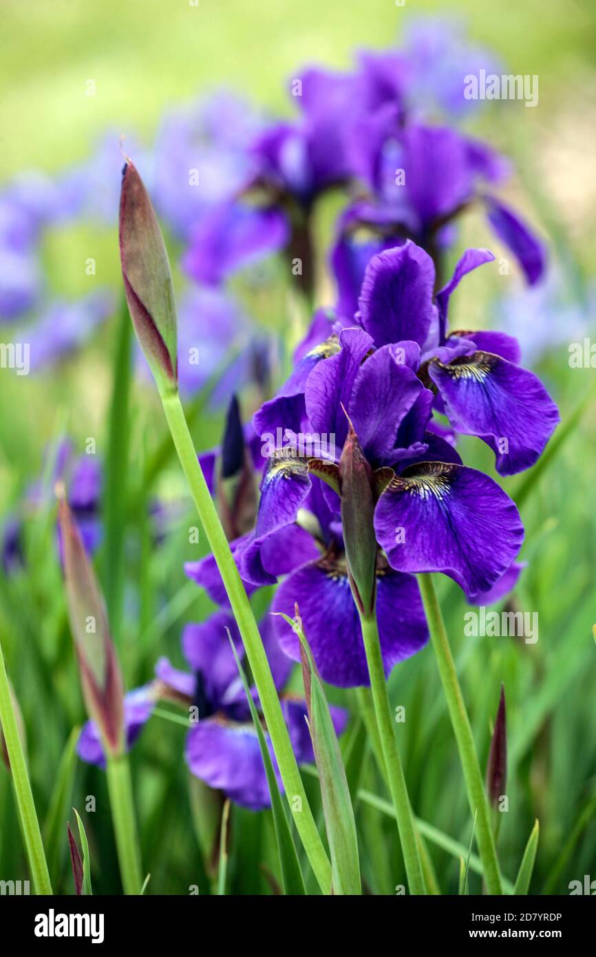 Purple Siberian Iris, Iris sibirica  Pansy Purple Stock Photo