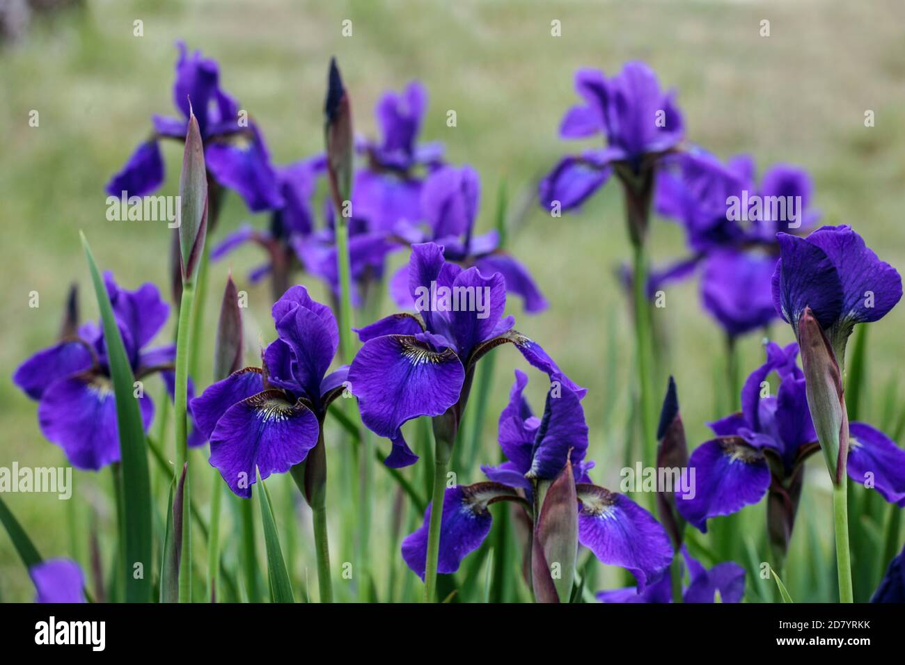 Siberian Iris sibirica 'Pansy Purple', Irises, Iris flower blue Stock Photo