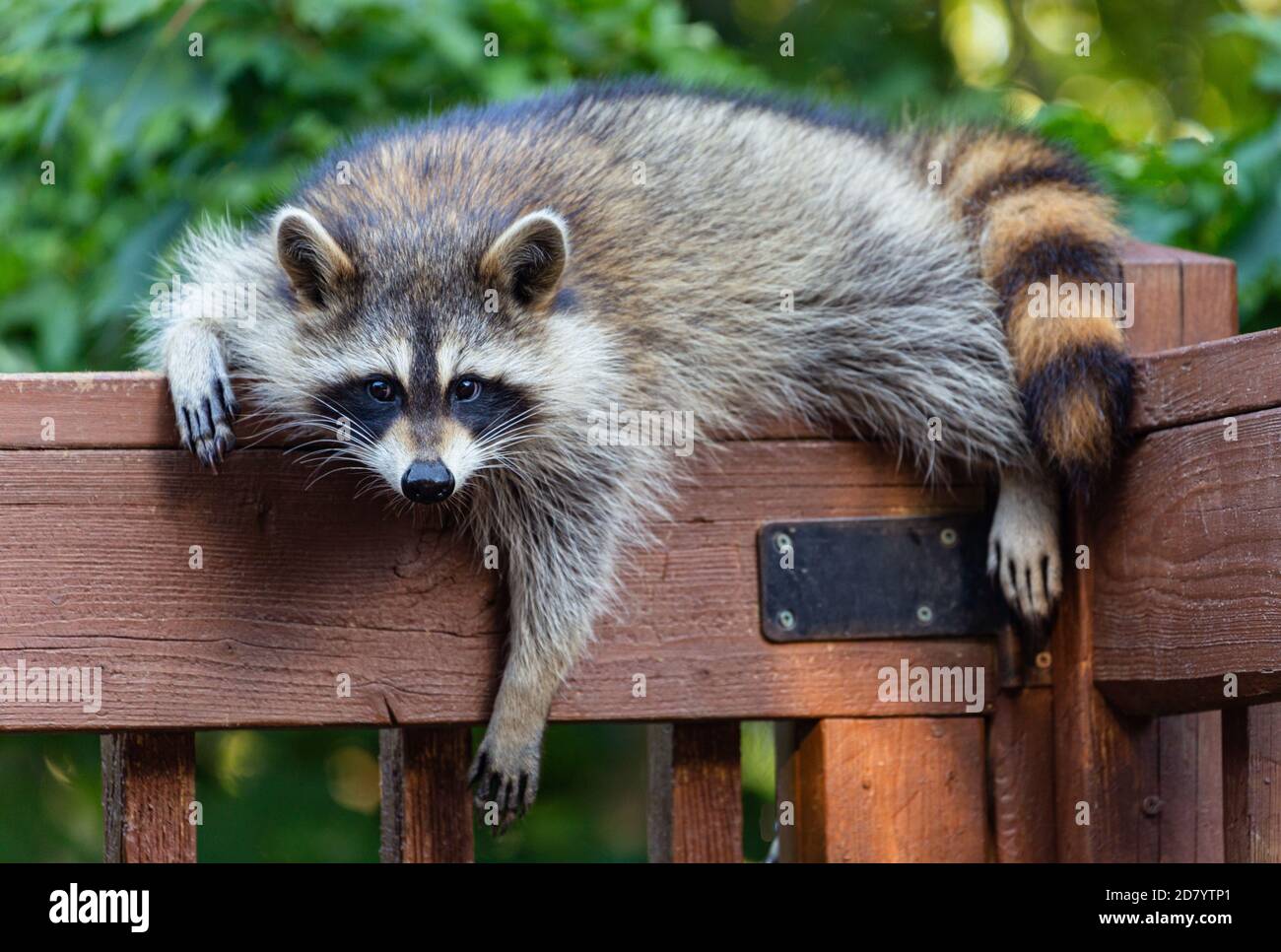 One young raccoon draped on a rustic wood railing looking at camera. Stock Photo