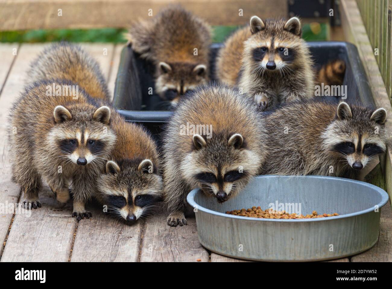Seven raccoons eating and drinking from food bowls on a rustic wooden deck. Stock Photo