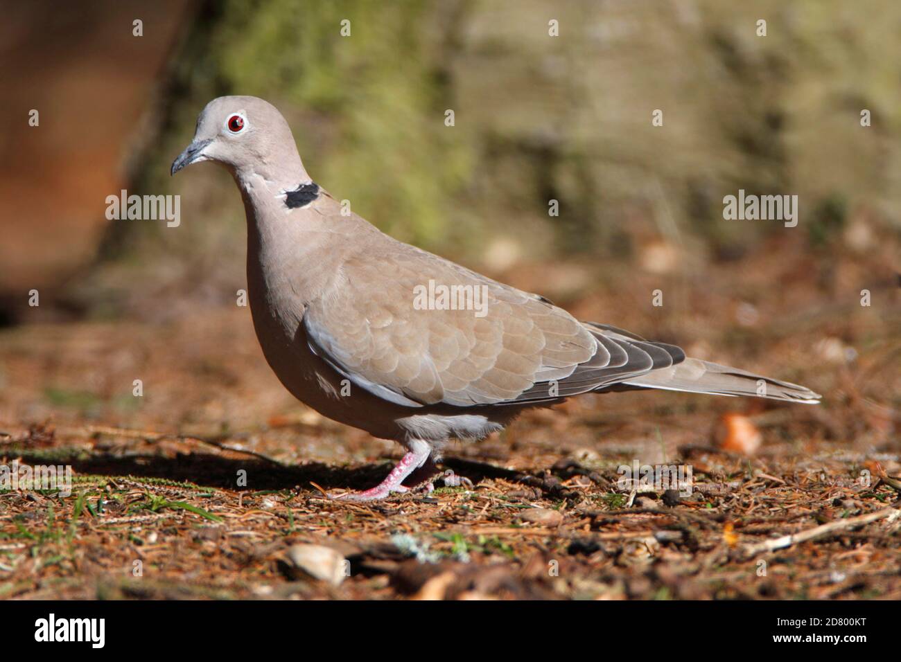 COLLARED DOVE (Streptopelia decaocto) searching the woodland floor, Scotland, UK. Stock Photo