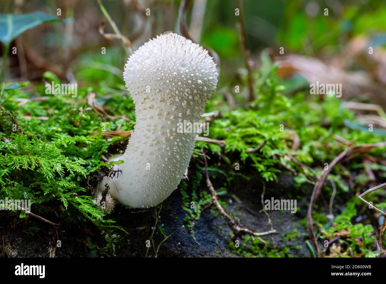 Pestle Puffball, Lycoperdon excipuliforme, Cuckoo Wood, Monmouthshire Stock Photo