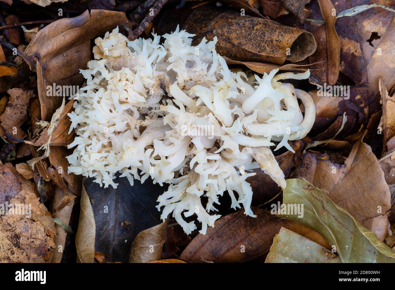 Crested Coral, Clavulina coralloides, Botany Bay, Monmouthshire Stock Photo