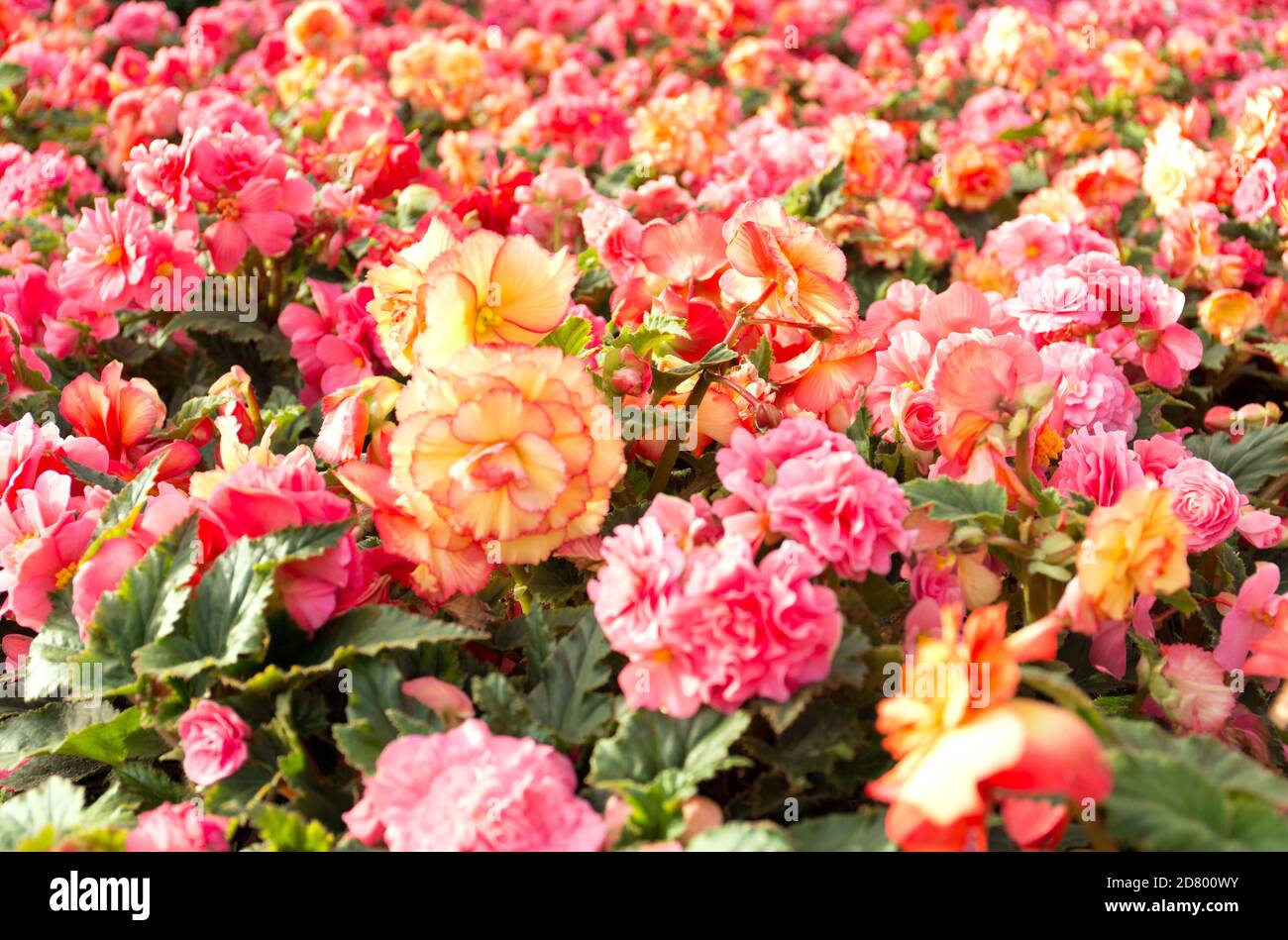 Pink and yellow beautiful begonia flowers field texture. Close up floral background. Stock Photo