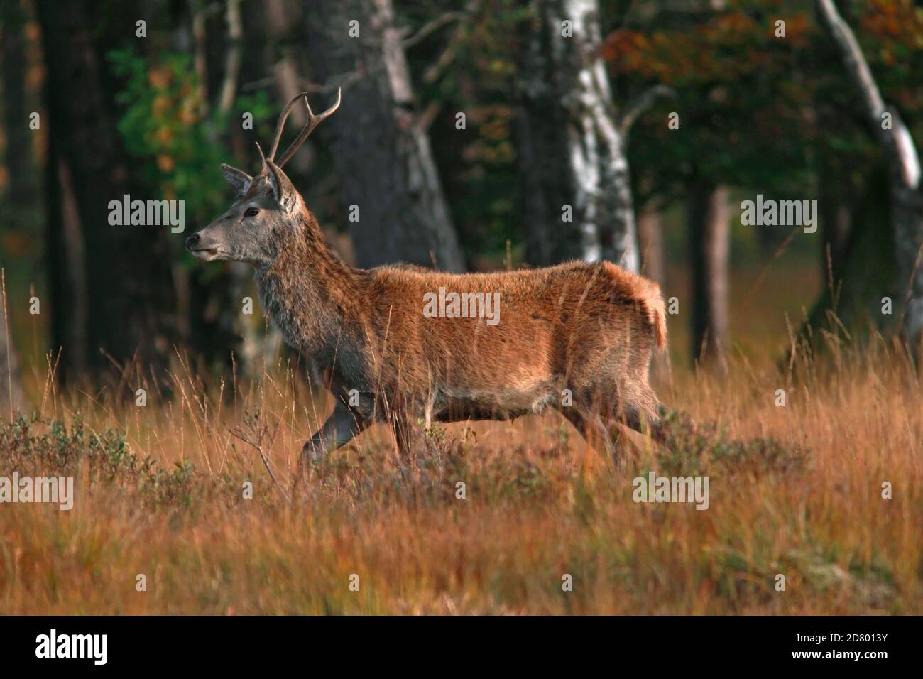 RED DEER (Cervus elaphus) stag walking in front of trees on the West Highland Way, Scotland. Stock Photo