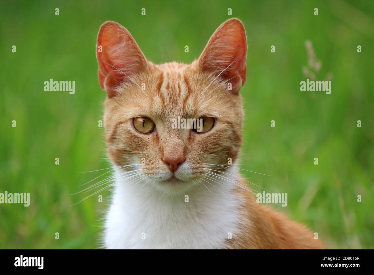 Portrait of cute ginger cat. Green grass background. Summer outdoor photo. Stock Photo