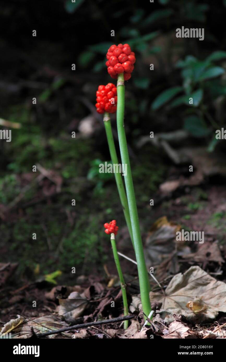 WILD ARUM (Arum maculatum) surrounded by woodland leaf litter. Stock Photo