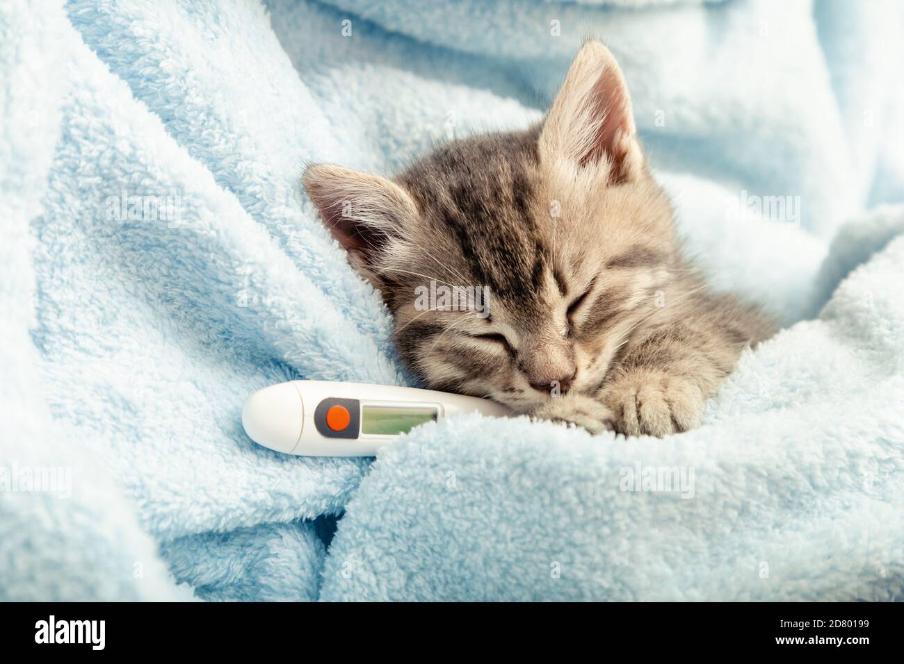 Beautiful tabby kitten measures temperature by thermometer. Little ill baby cat lies in blue plaid. Vet, veterinary clinic and veterinarian medicine Stock Photo