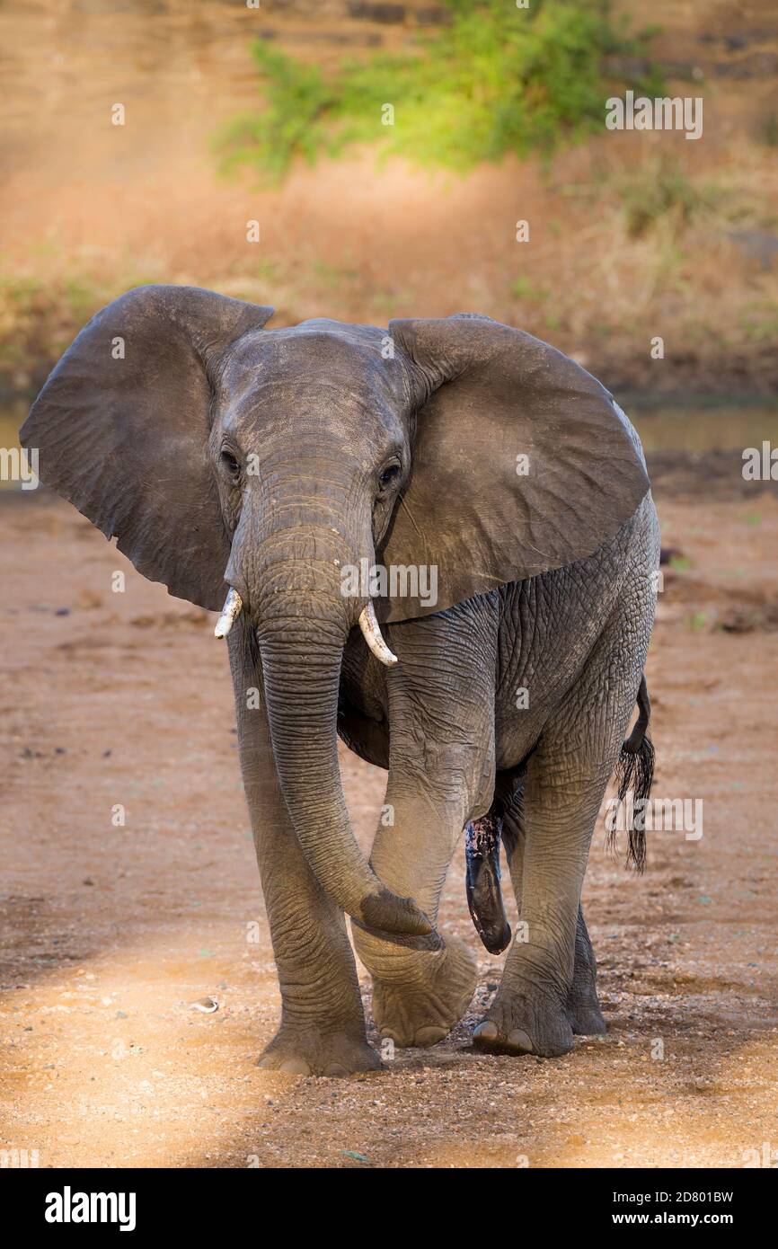 African bush elephant male front view in Kruger National park, South