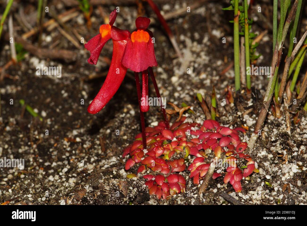 Close-up of two very dark red coloured flowers of Utricularia menziesii with small red leaves, a western Australian bladderwort Stock Photo