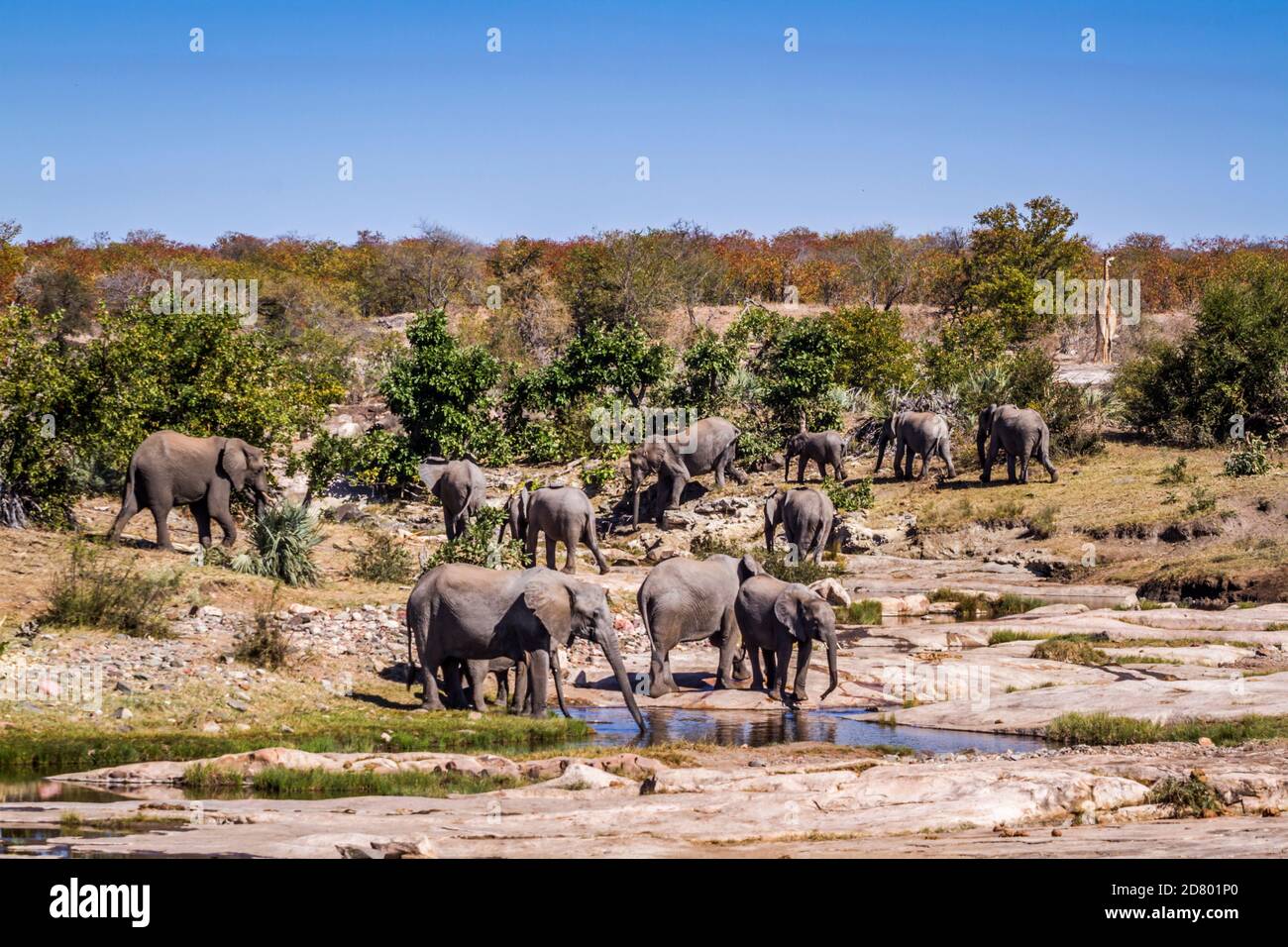 African bush elephant herd in wild scenery in Kruger National park, South Africa ; Specie Loxodonta africana family of Elephantidae Stock Photo