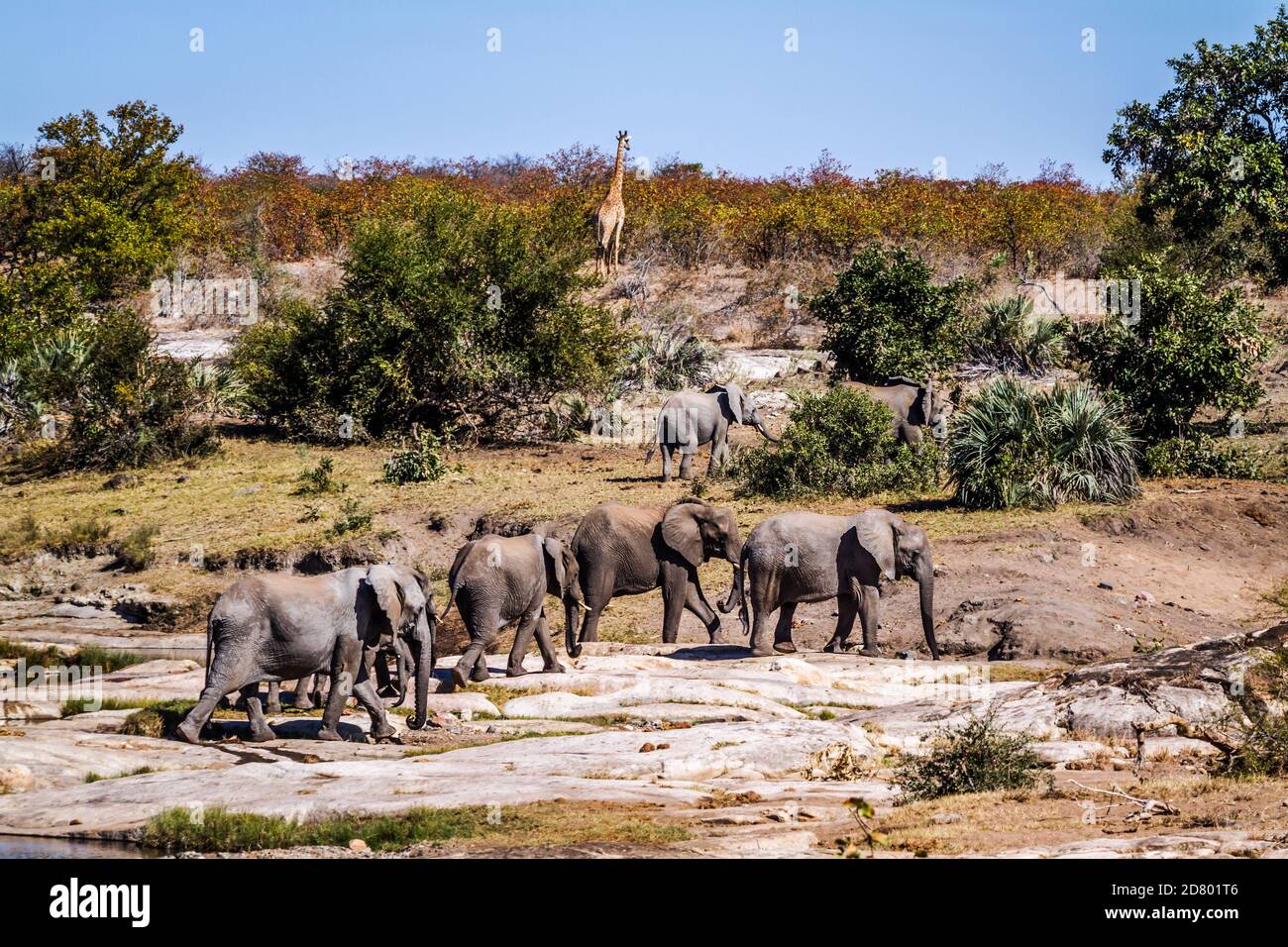 African bush elephant herd in wild scenery in Kruger National park, South Africa ; Specie Loxodonta africana family of Elephantidae Stock Photo