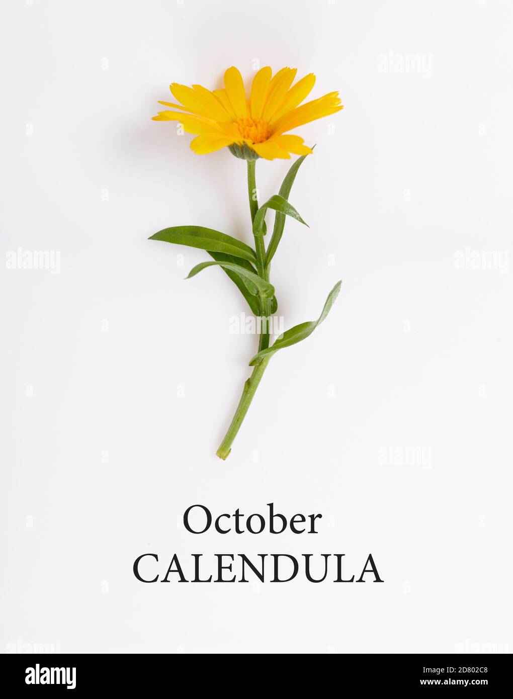 Calendula, October birth flower. Birth month marigold flower photo. Birthday flower clipart Stock Photo
