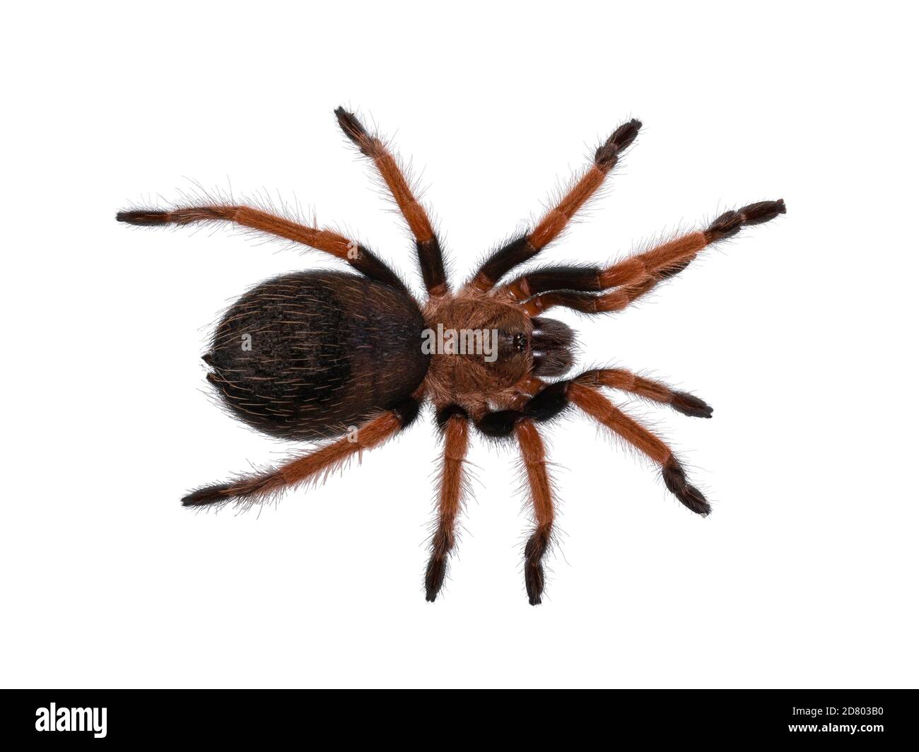 Top view of young Brachypelma boehmei aka Mexican fireleg tarantula. Isolated on white background. Stock Photo