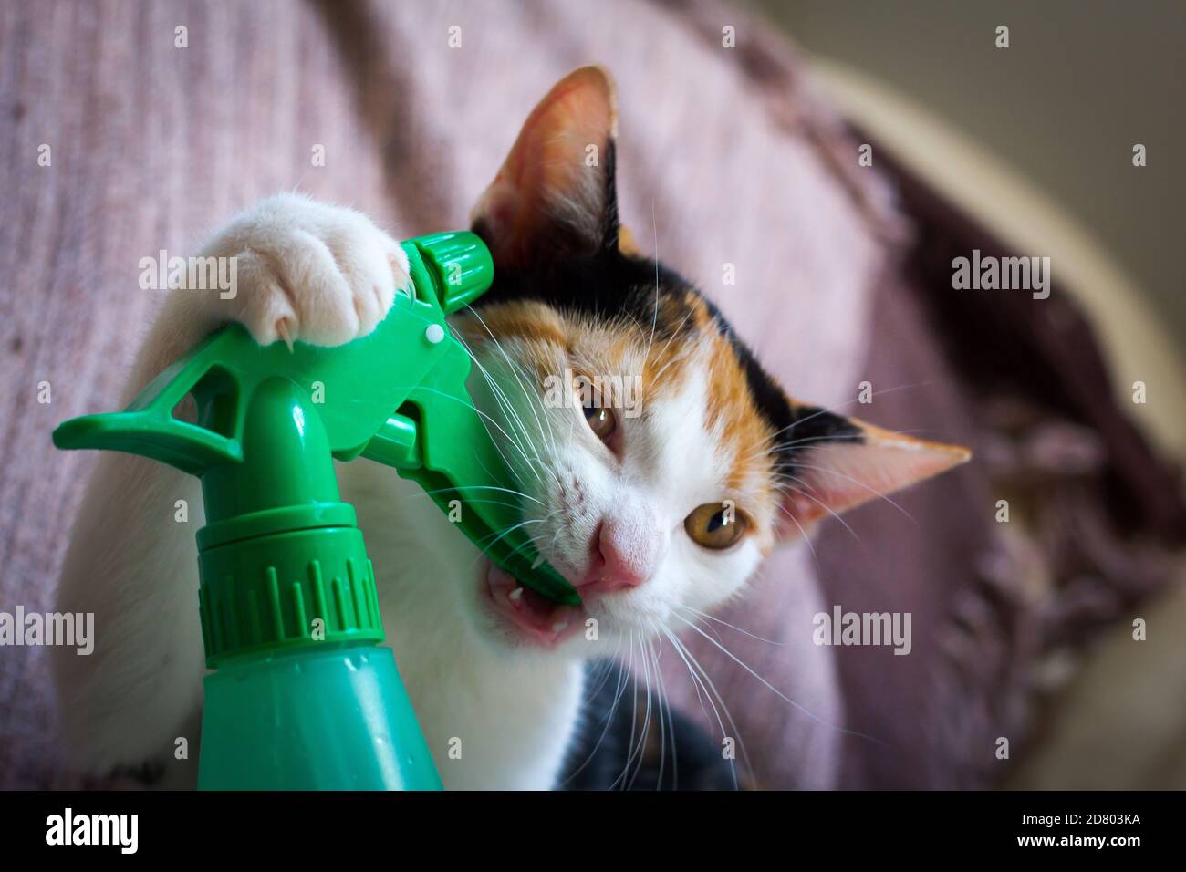 Sweet cat biting the trigger of a water spray Stock Photo - Alamy
