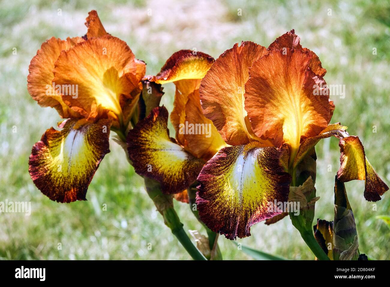 Tall Bearded Iris Spreckles Cooper brown color Stock Photo - Alamy