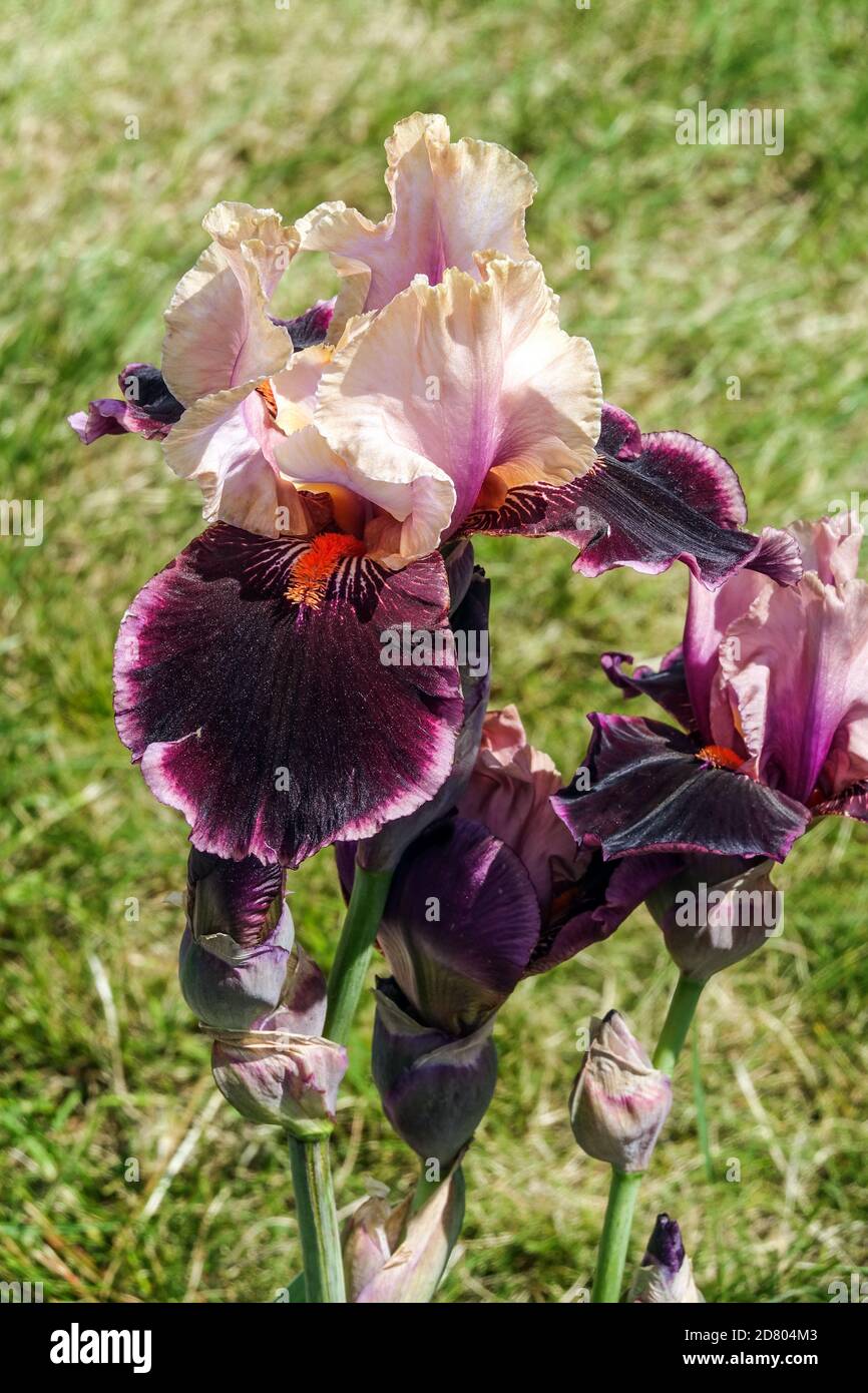 Tall Bearded Iris 'Pass The Wine' lavender burgundy color Irises Stock Photo