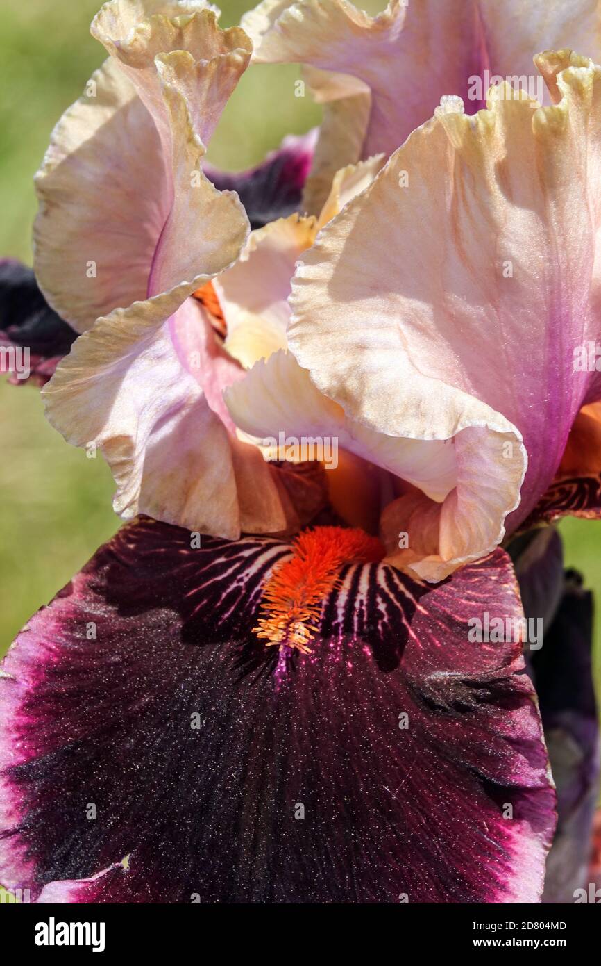 Tall Bearded Iris flower stamens 'Pass The Wine' lavender burgundy color Stock Photo