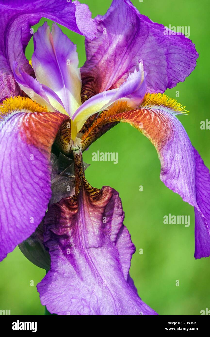 Tall Bearded iris 'Mulberry Rose' Purple iris flower Stock Photo
