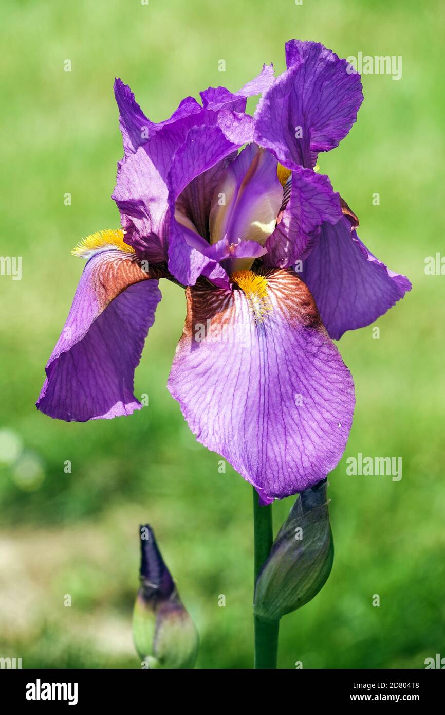 Purple Violet Flower Bearded iris 'Mulberry Rose' Stock Photo