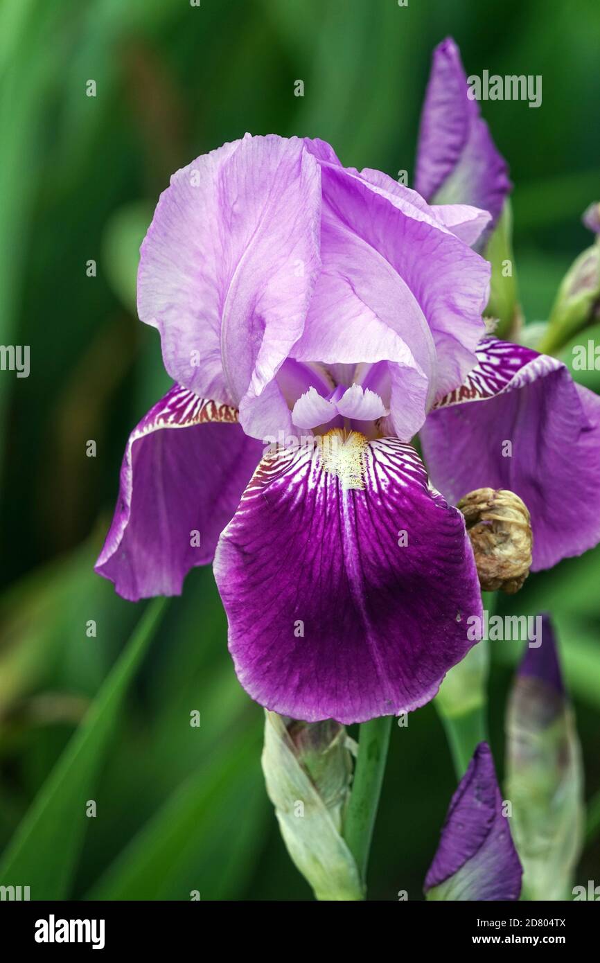 Tall Bearded Iris Waruna Stock Photo