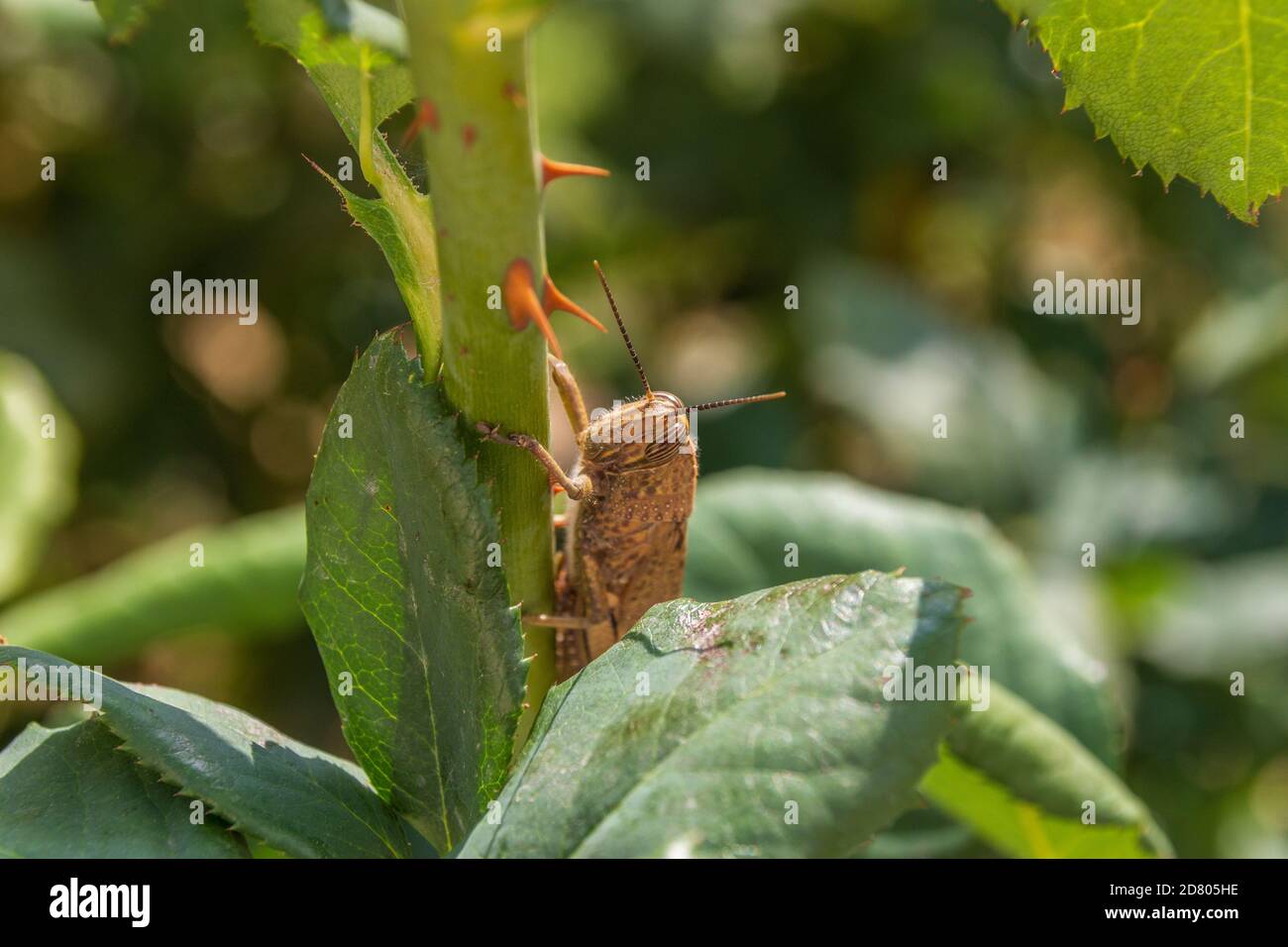Anacridium aegyptium, Egyptian grasshopper on a Rose Bush Stock Photo
