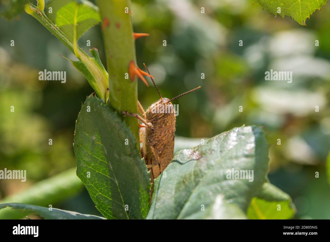 Anacridium aegyptium, Egyptian grasshopper on a Rose Bush Stock Photo