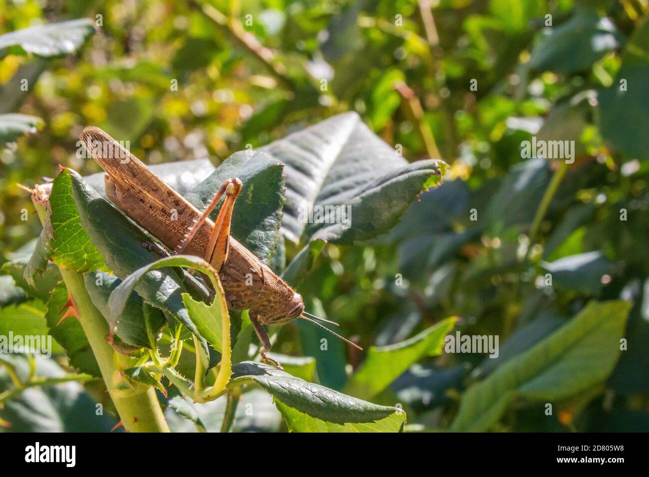 Anacridium aegyptium, Egyptian grasshopper Eating a Leaf on a Rose Bush Stock Photo