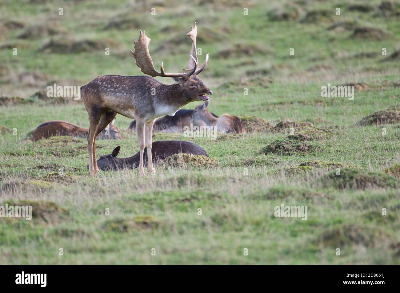 Mating calls hires stock photography and images Alamy