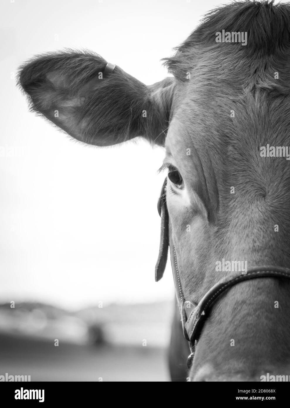 Guernsey cow face close up Stock