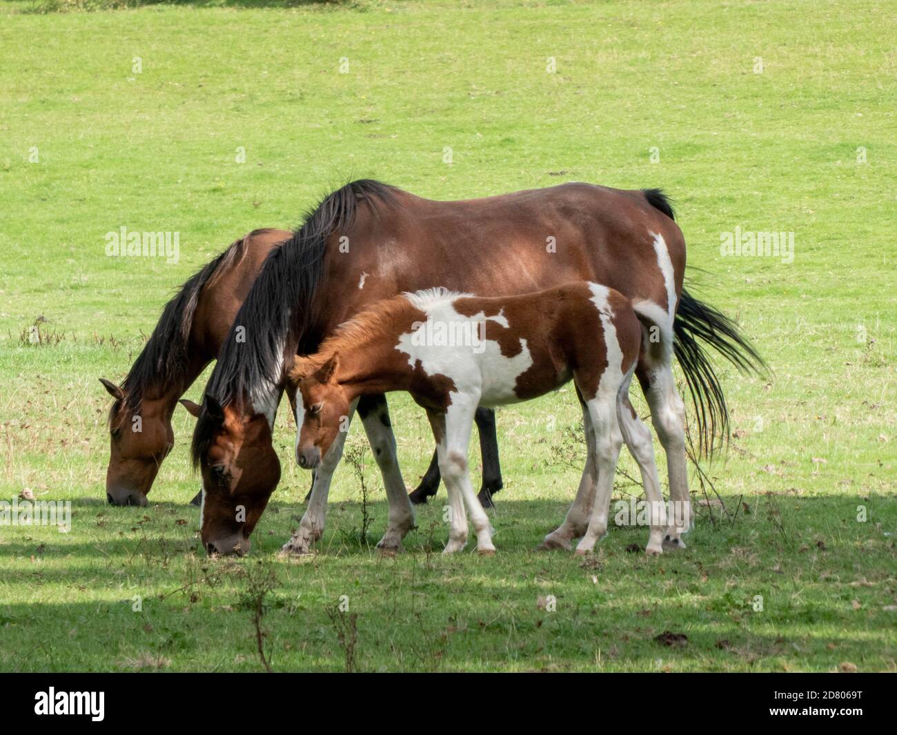 beautiful New Forest ponies and foal Stock Photo