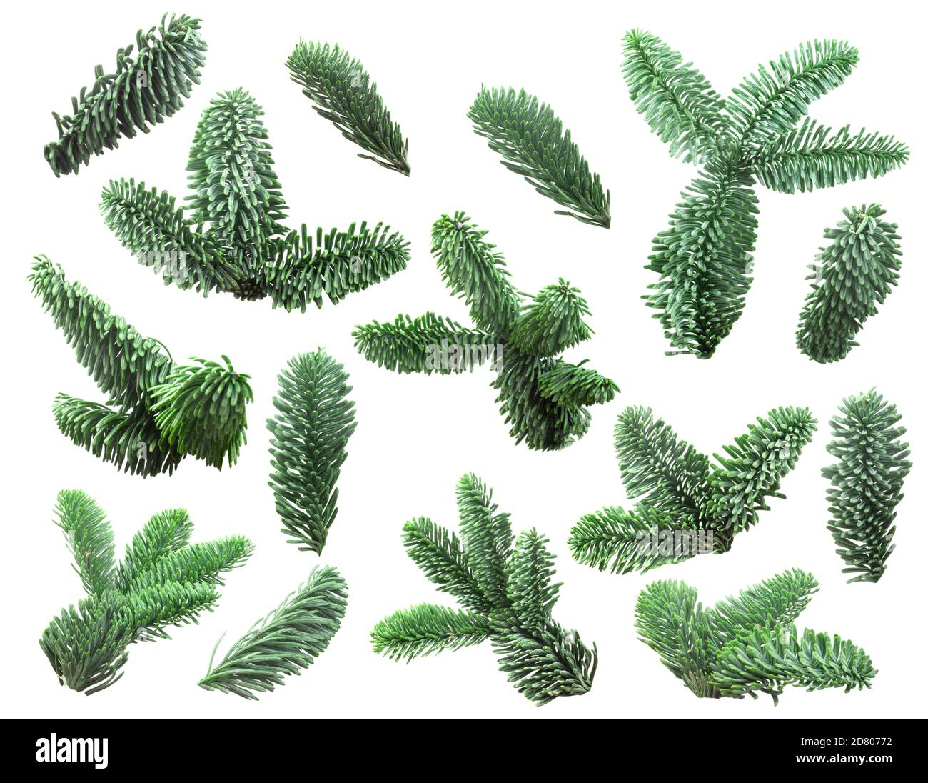 Noble fir tree hi-res stock photography and images - Alamy