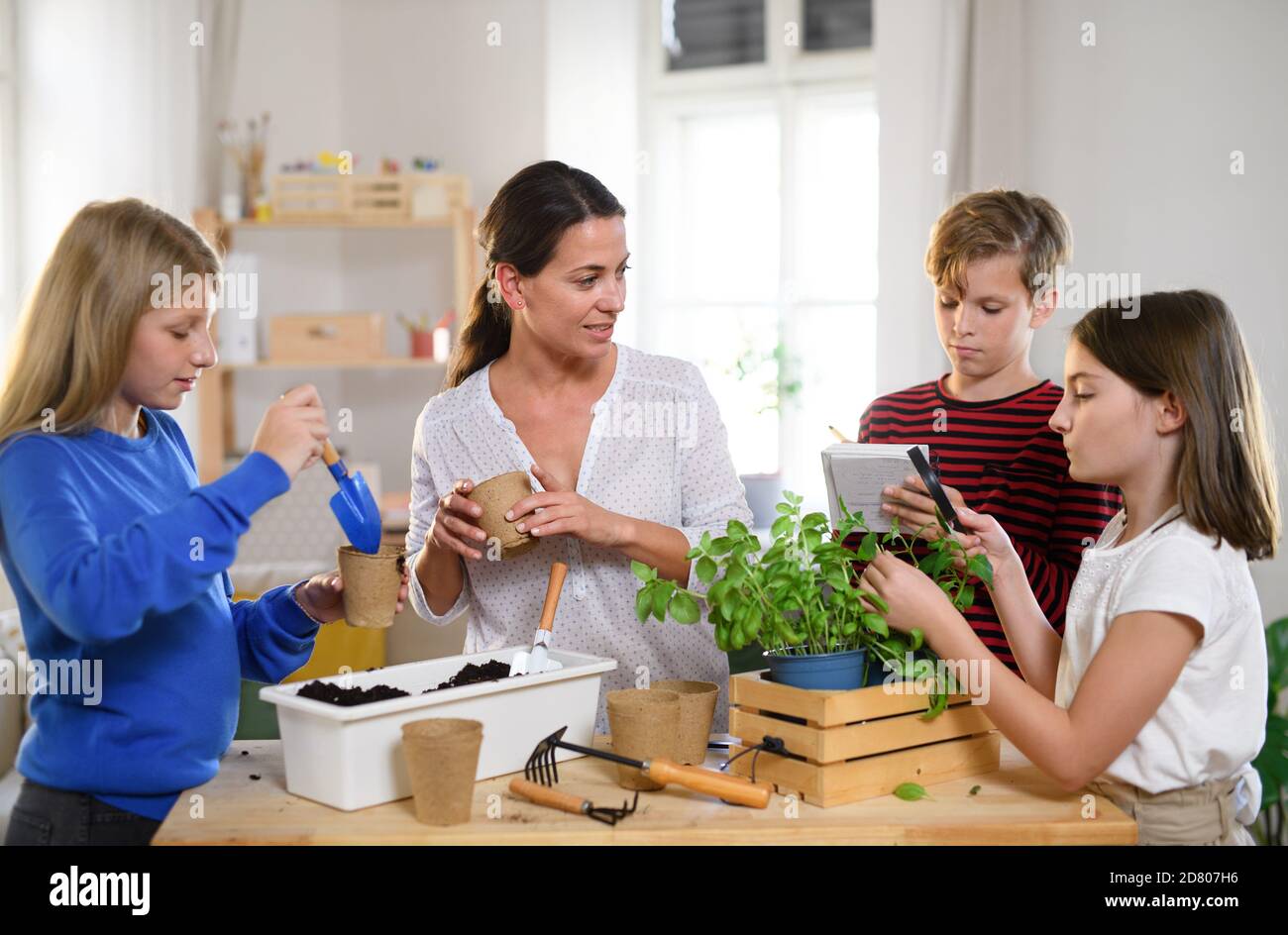 Group of homeschooling children with teacher planting herbs indoors, coronavirus concept. Stock Photo