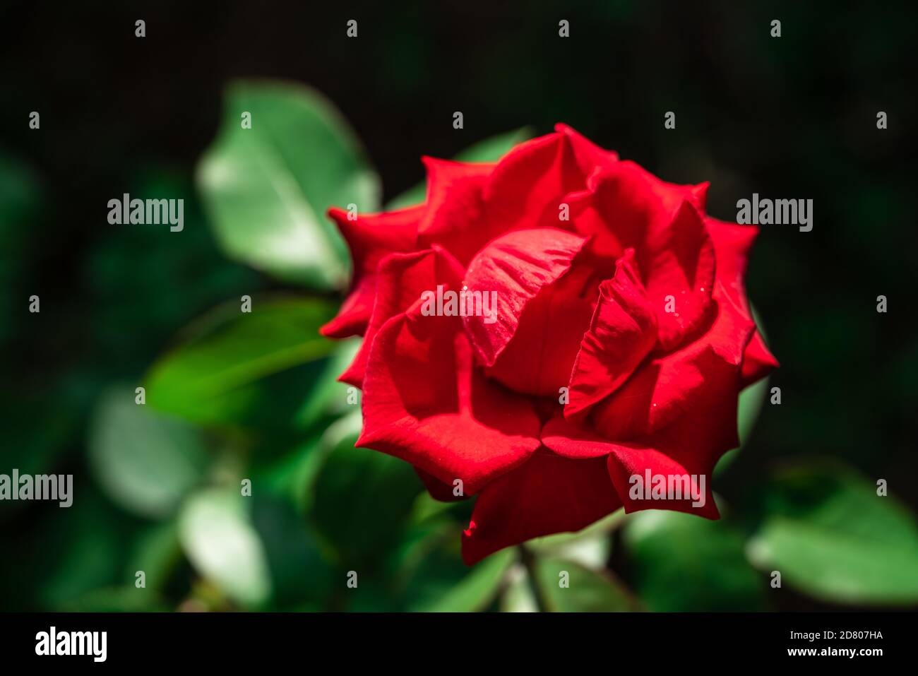 Red rose on black background wallpaper Stock Photo - Alamy