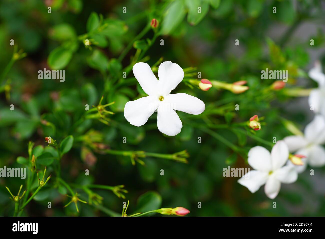 Fragrant white jasmine flowers (Jasminum Officinale Stock Photo Alamy