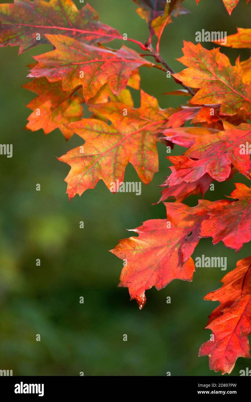 Maple tree leaves in autumn Stock Photo