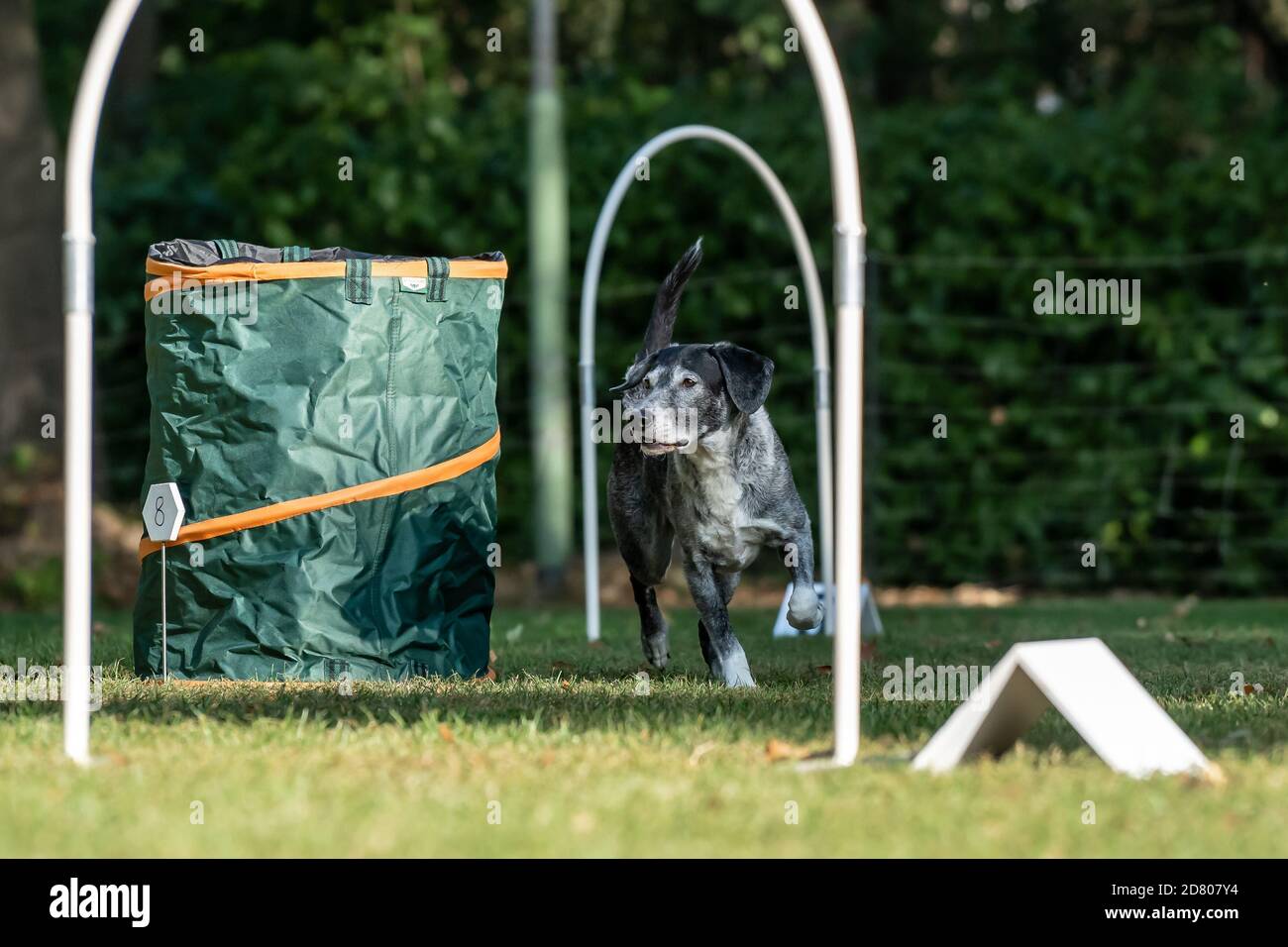 Dog at hoopers parcours / Hund im Hoopers Parcour Stock Photo - Alamy