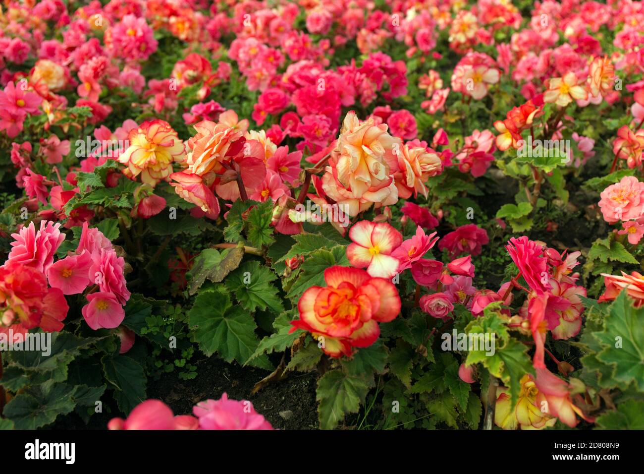 Pink and yellow beautiful begonia flowers field texture. Close up floral background. Stock Photo