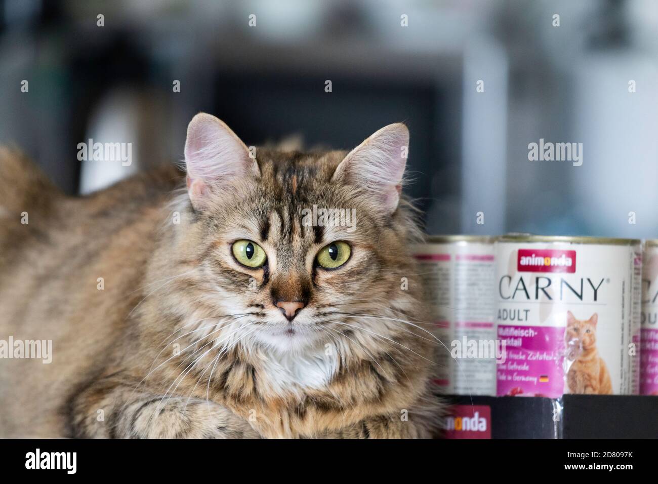 webbox senior cat food