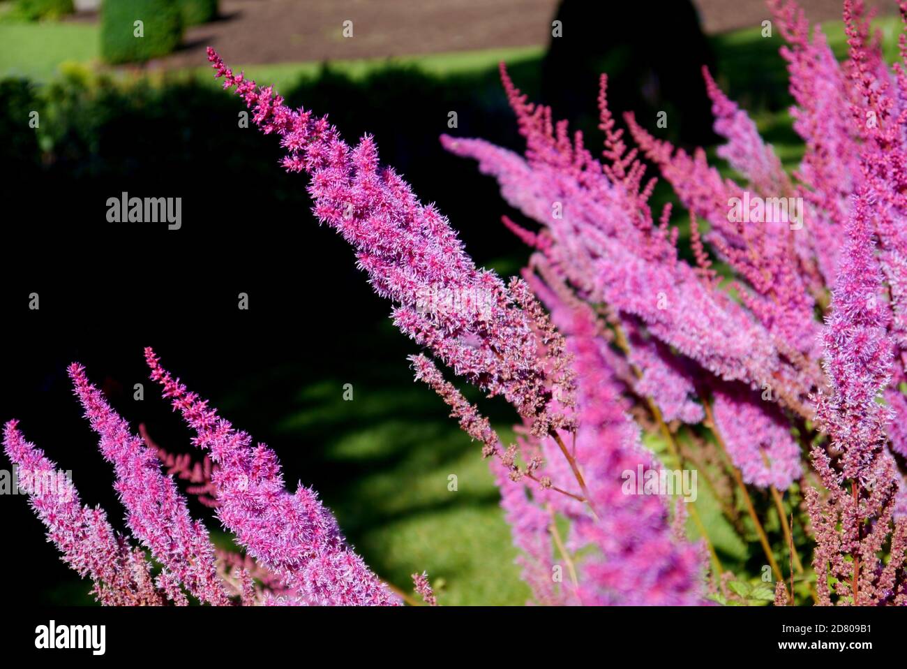 Pink Astilbe chinensis (Chinese Astilbe) Flowers grown in a border at RHS Garden Harlow Carr, Harrogate, Yorkshire, England, UK. Stock Photo