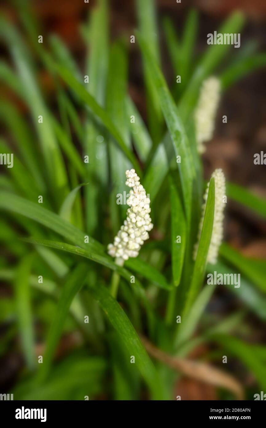 Liriope silver dragon white flower spike and foliage, natural flower portrait Stock Photo