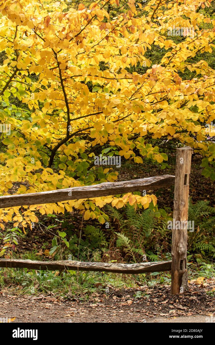 Autumn tree colour Stock Photo