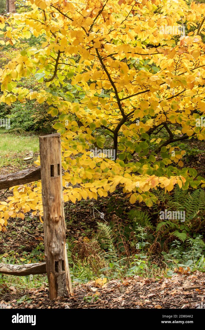 Autumn tree colour Stock Photo