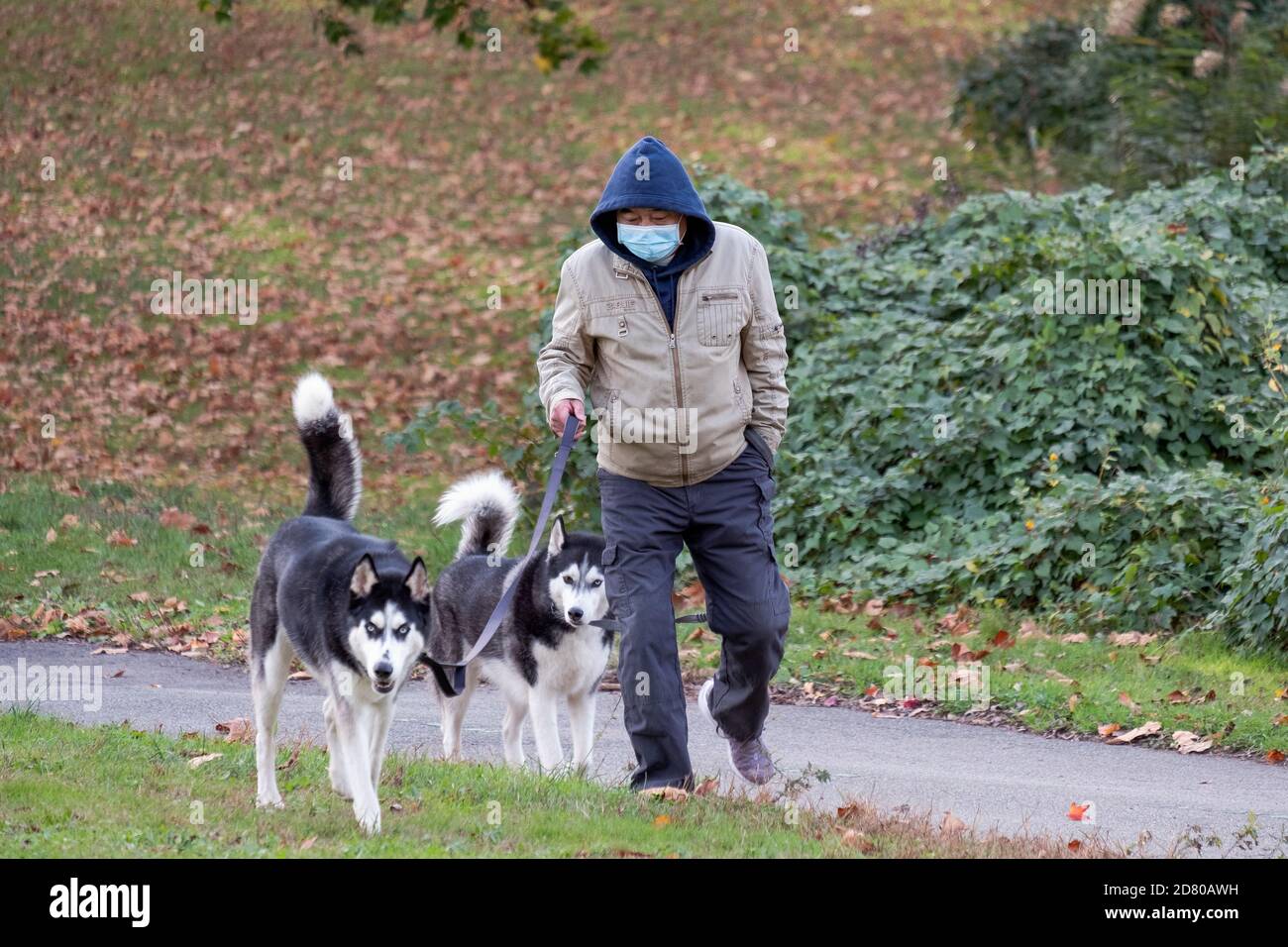 An Asian American man wearing a mask, walks his 2 Siberian Huskies in a park in Queens, New York City. Stock Photo