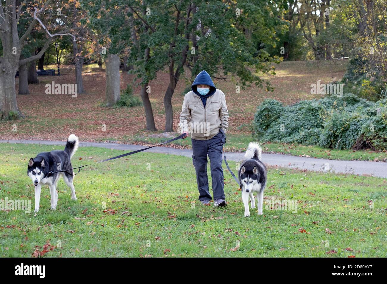 An Asian American man wearing a mask, walks his 2 Siberian Huskies in a park in Queens, New York City. Stock Photo