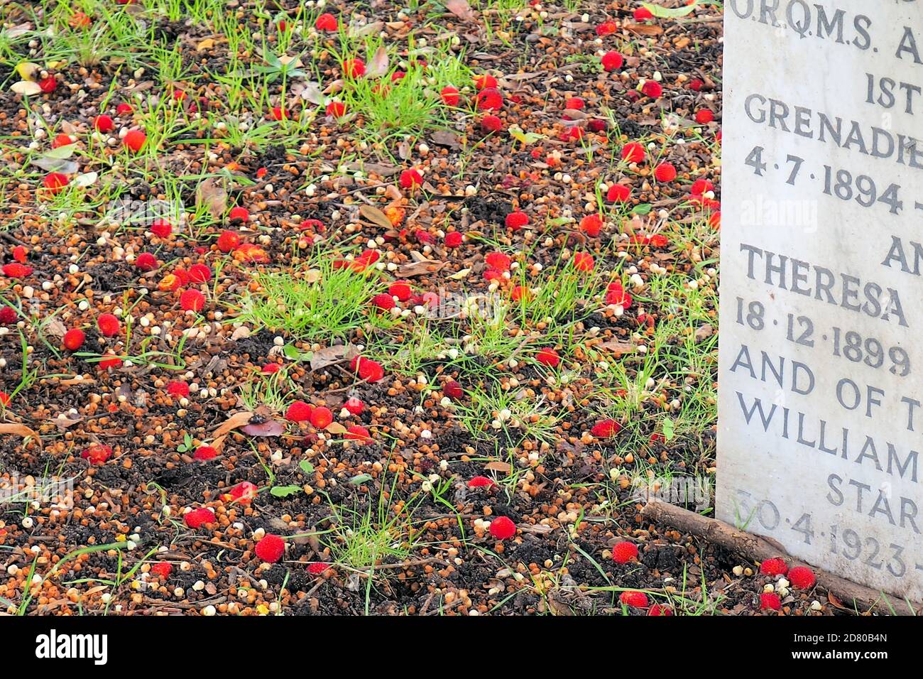 London, UK. 26th Oct, 2020. London's Autumn colours displayed in West Brompton cemetery, Chelsea. Credit: Brian Minkoff/Alamy Live News Stock Photo